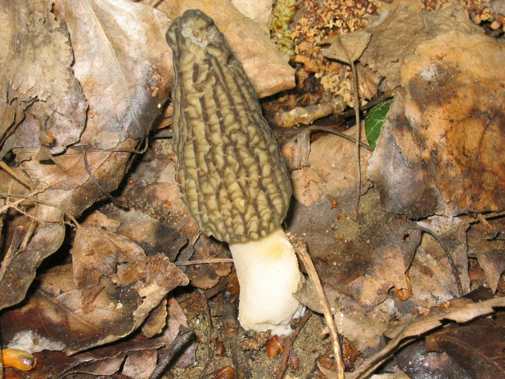 2005 :  Un anno di funghi